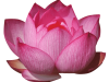 flor de loto